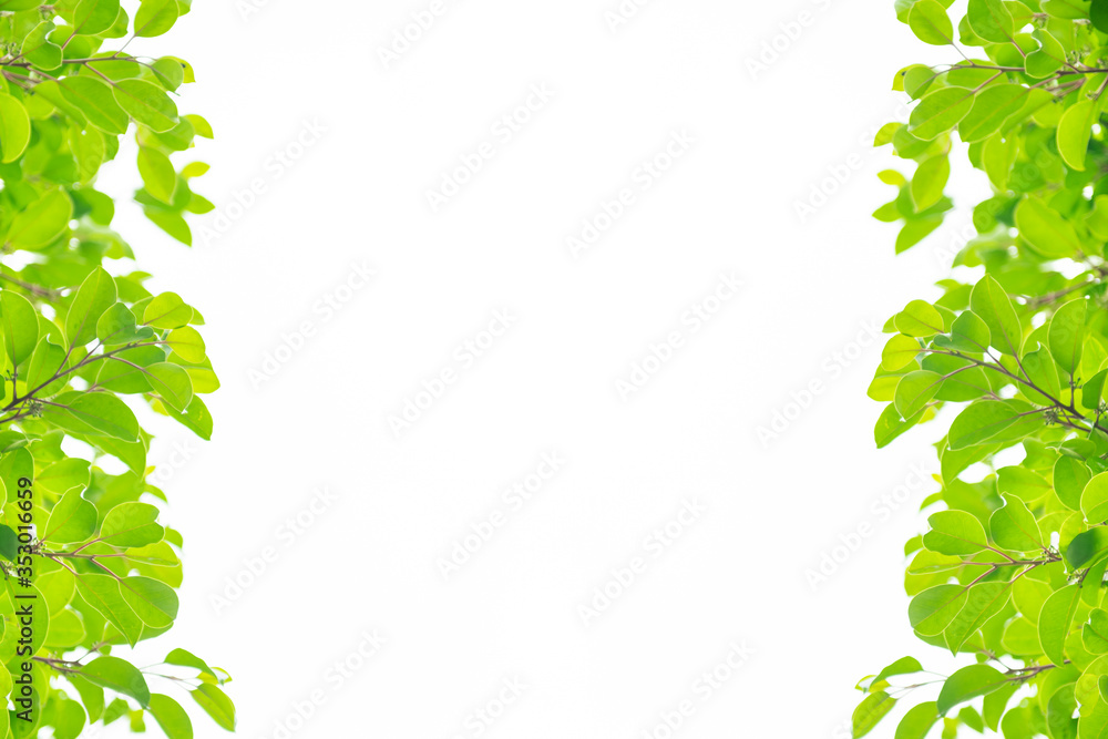 Naklejka premium 新緑の葉のフレーム