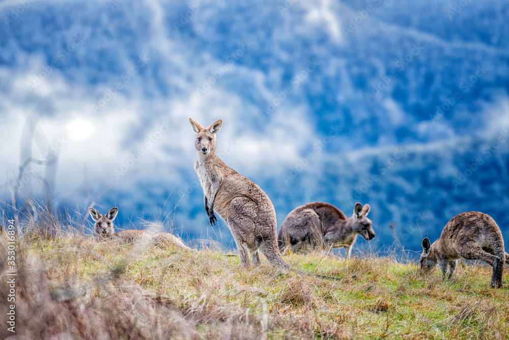 Kangaroos Grazing on Mountainside Kangaroos Grazing on Mountainside