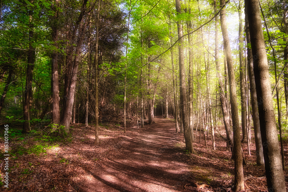 Obraz premium A scenic path in a dense green forest 