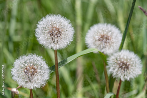 Four dandelions in a green background 