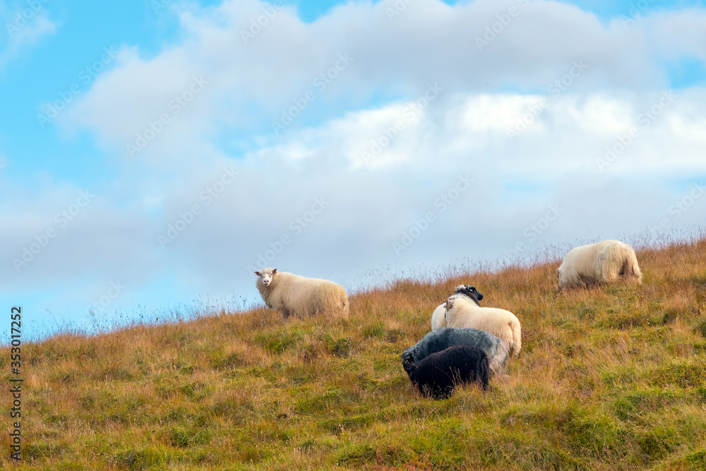 Obraz premium Iceland beautiful landscape, Icelandic nature landscape