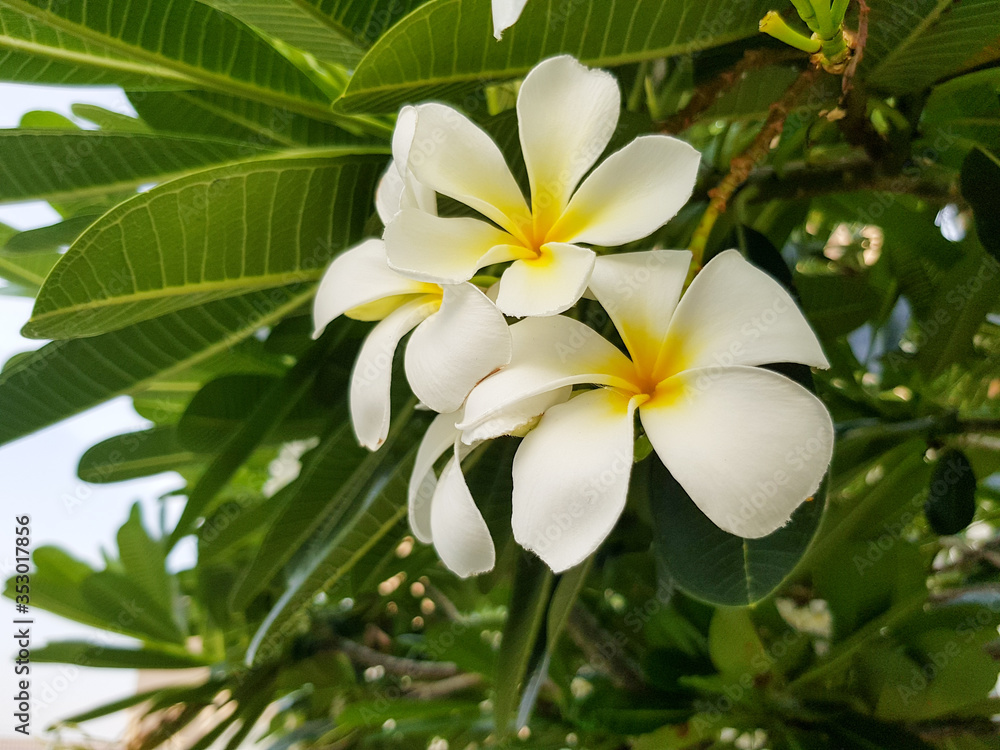 Fototapeta premium The Beautiful White Plumeria flowers are booming.