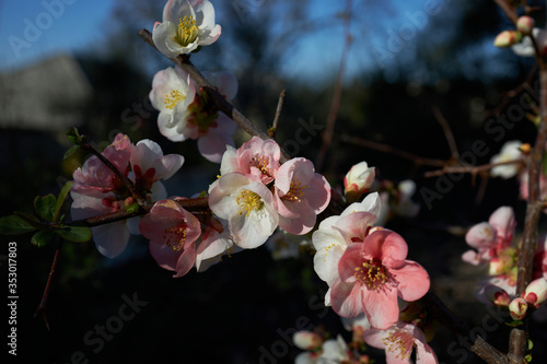 Flowering quince, closeup