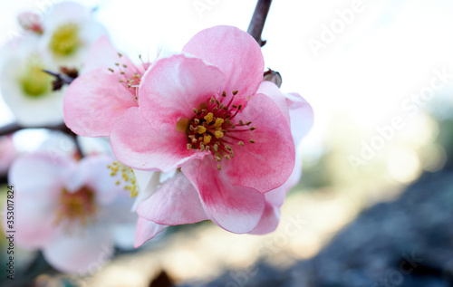 Flowering quince, closeup