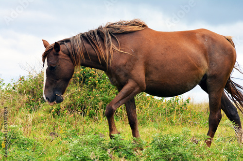 Caballo salvaje de Isla de pascua