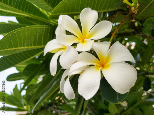 The Beautiful White Plumeria flowers are booming.