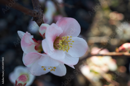 Flowering quince, closeup