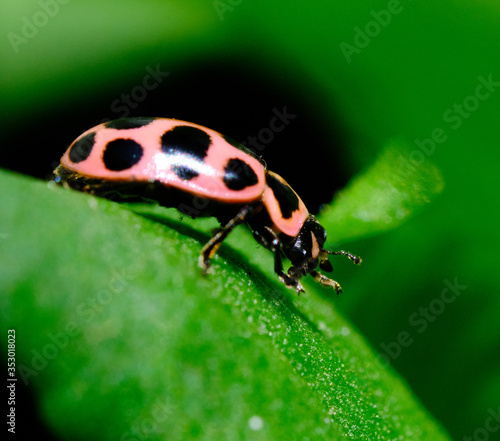 Ladybug © Robert