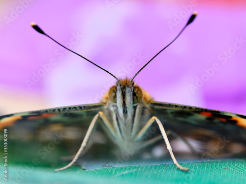 Painted lady butterfly
