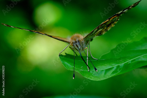 Painted lady butterfly