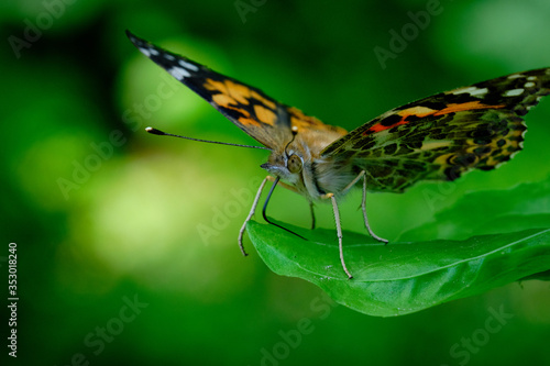Painted lady butterfly