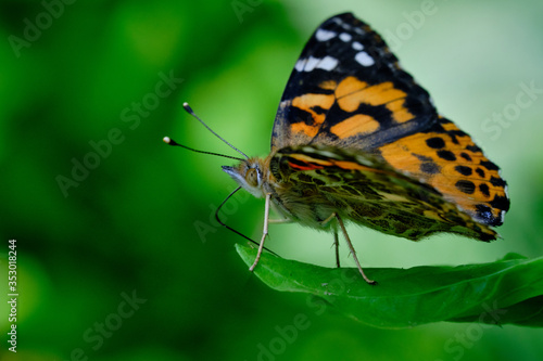 Painted lady butterfly