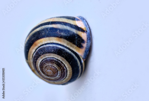 Snail shell