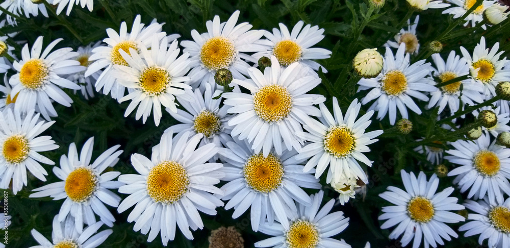 Shasta Daisy bouquet Shasta Daisy bouquet