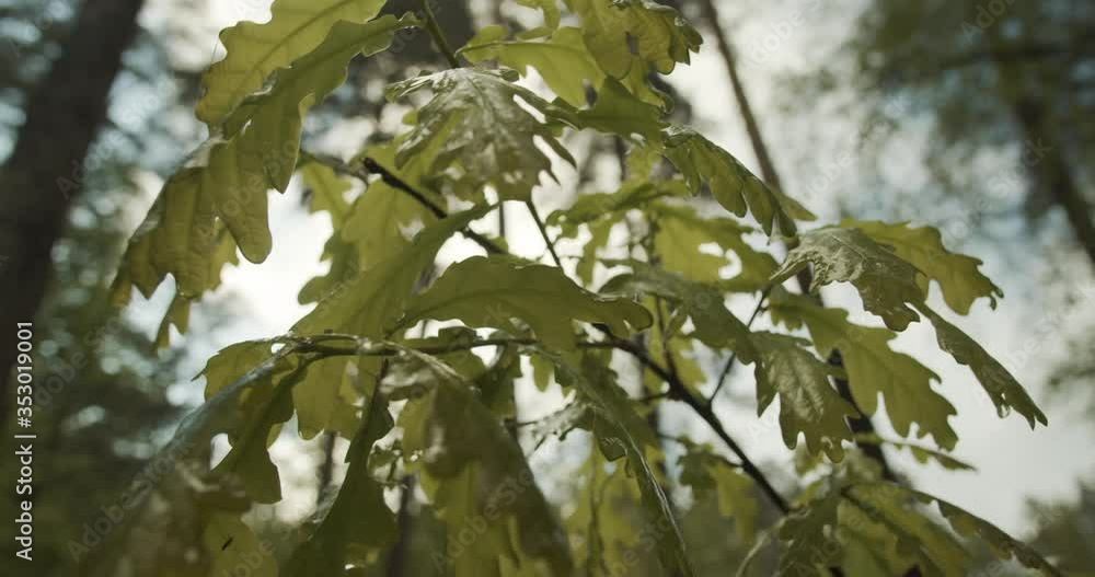 Small leafy branch in shallow focus with forest scene in the background. Close up, macro footage. Small leafy branch in shallow focus with forest scene in the background. Close up, macro footage.