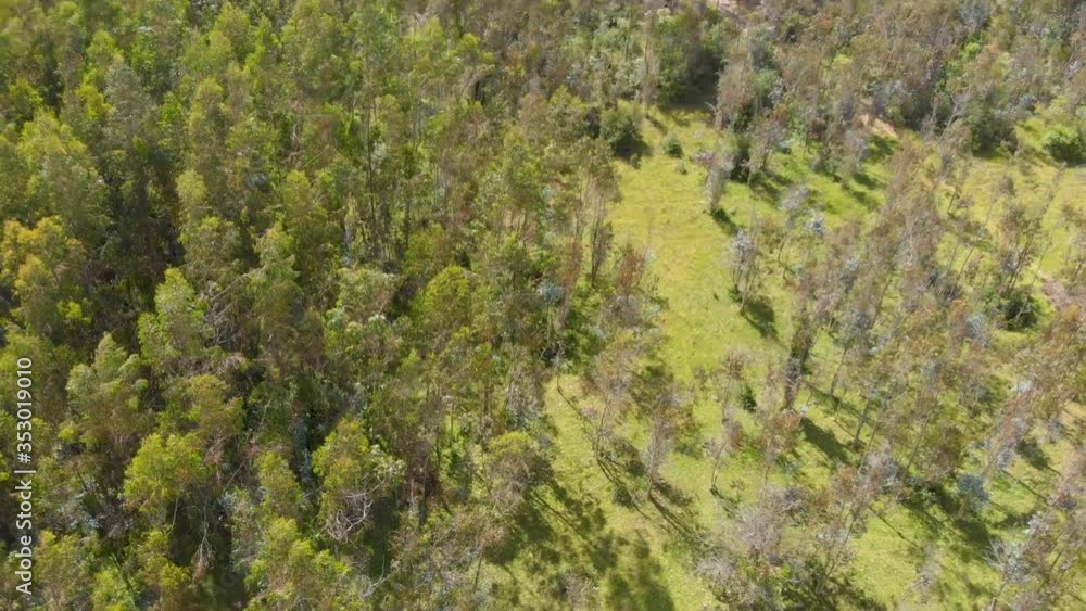 Top Aerial View, Flying Over a Tree Forest, Colombia 4k Top Aerial View, Flying Over a Tree Forest, Colombia 4k