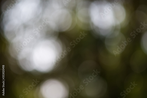 Natural bokeh is reflected from trees. On the ground is light green.