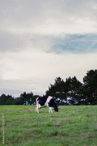 A dairy cow on an organic farm.