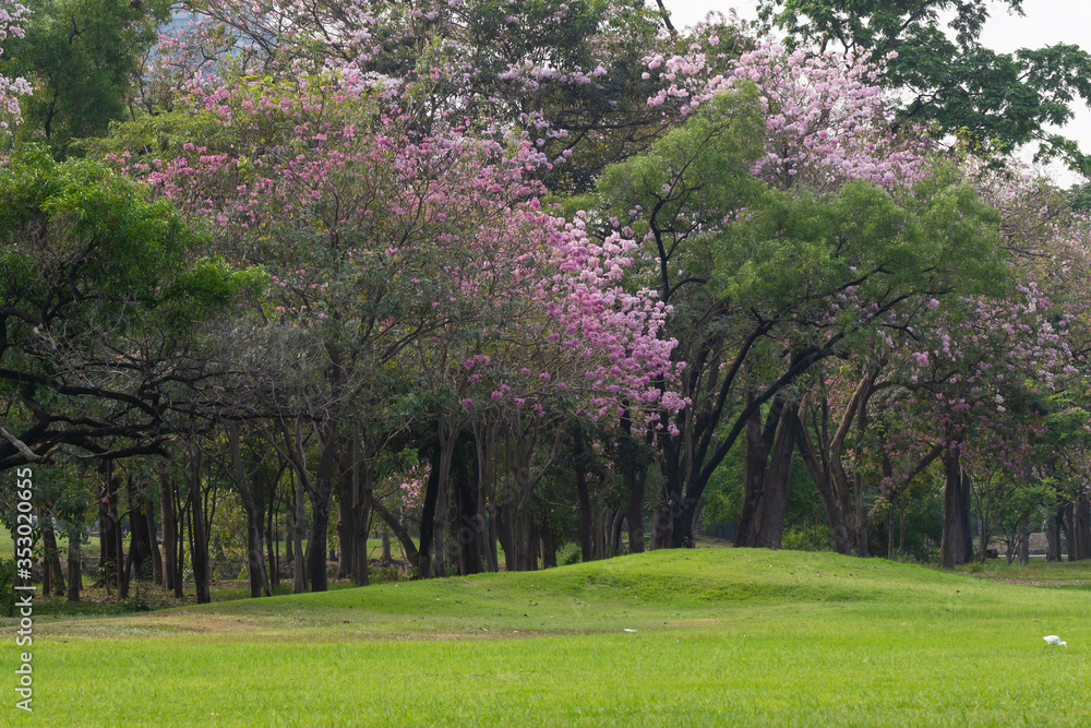 Blooming ping flowers and green field in public park. Blooming ping flowers and green field in public park.