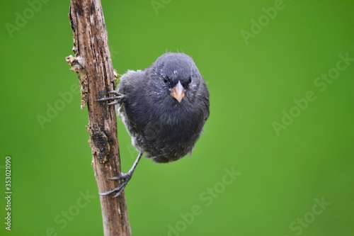 Cuadro en lienzo finch on a branch
