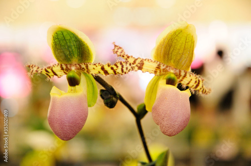 A Photo of Slipper Orchids (Paphiopedilum liemianum) photo