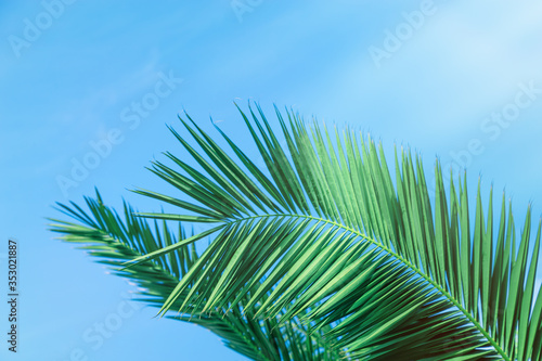 Palm tree leaves under blue sky with sunlight. Beam of light and leaves of palm in hot summer day. © yrabota