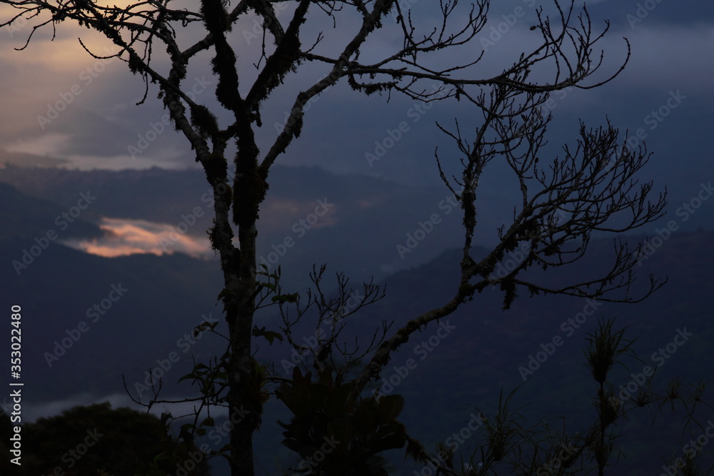 Landscape of a new day, the sun rising in the horizon and the shape of a tree in front Landscape of a new day, the sun rising in the horizon and the shape of a tree in front