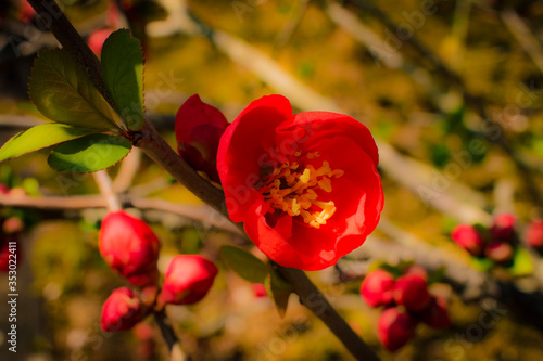 Red Flower in Spring