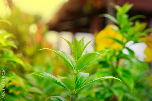 Blossoming flowers in the garden.