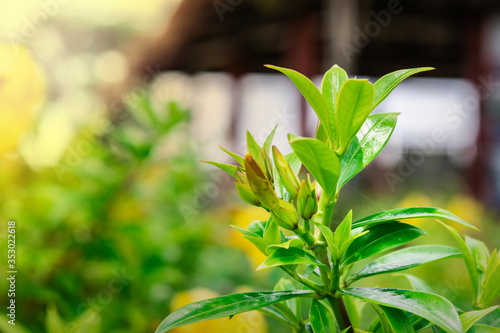 Blossoming flowers in the garden.