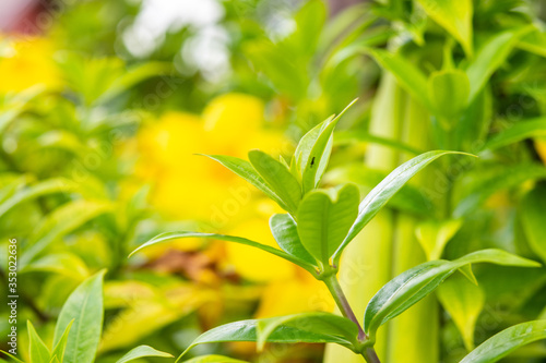 Flowers bloom in the flower garden.