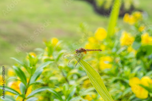 Dragonfly in the flower garden.