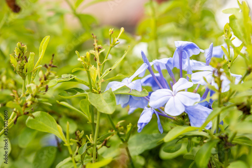 Purple flowers, green backdrop In the beautiful flower garden