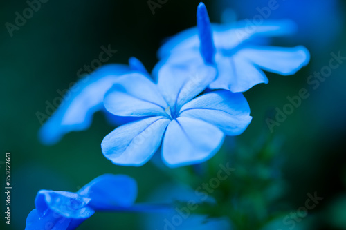 Purple flowers, green backdrop In the beautiful flower garden.