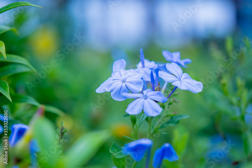 Purple flowers, green backdrop In the beautiful flower garden