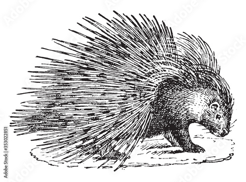 Hedgehog animal, vintage illustration. photo