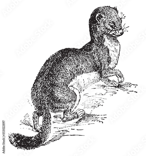 Short-tailed Weasel, vintage illustration.