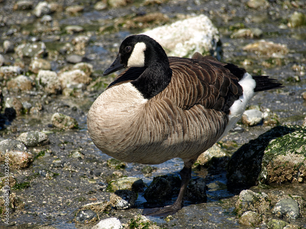 Canada Goose standing on one leg. Canada Goose standing on one leg.