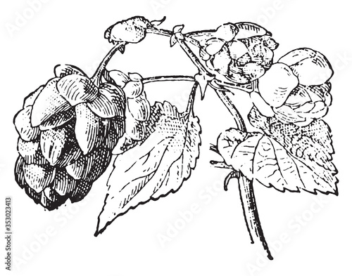Hops flower, vintage illustration.