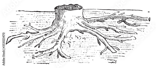 Stigmaria coal era (Sigillaria root), vintage illustration. photo