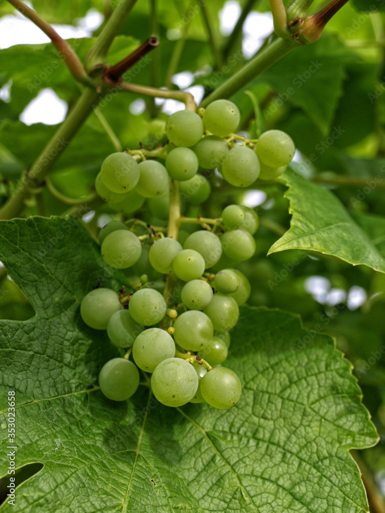 Green grapes on the vine