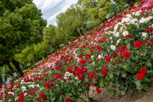 ばら園に咲く赤いバラの美しさに魅了されました！
