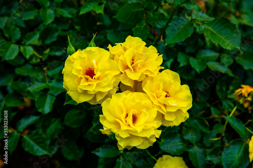 淡い黄色のバラは心和ます素敵なお花！