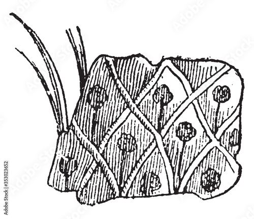 Lepidodendron Bark of Sternbergii, vintage illustration. photo