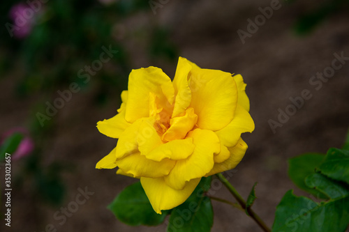 淡い黄色のバラは心和ます素敵なお花！