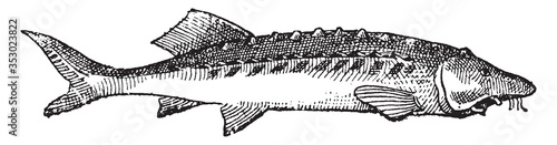 Huso fish, vintage illustration.