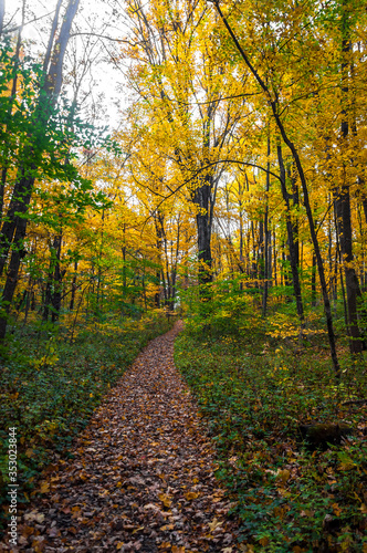 Yellow forest with pathway in national park.