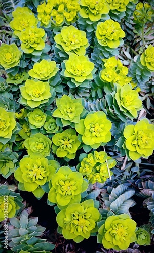 green and yellow plants