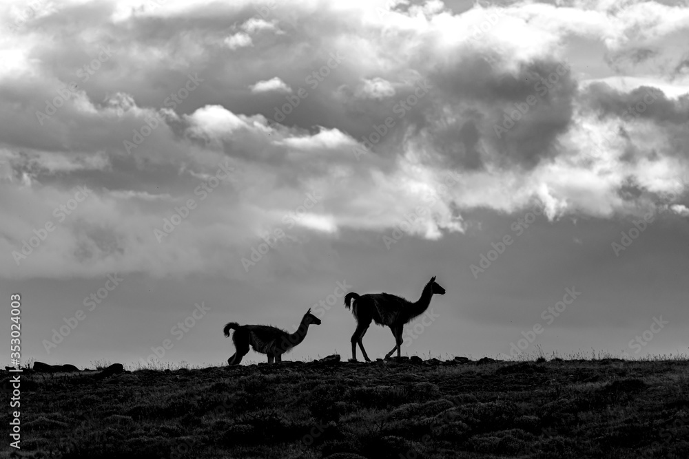 dos Guanacos caminando en contraste con el cielo. fotografia en blanco y negro dos Guanacos caminando en contraste con el cielo. fotografia en blanco y negro