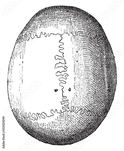 Skull upper side of the skull, vintage illustration.